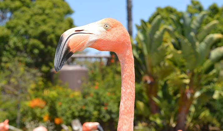 flamingo-close-up